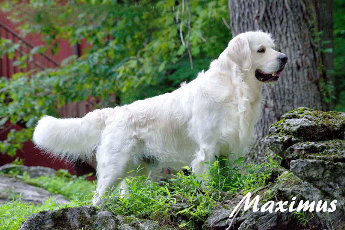 white golden puppies for sale