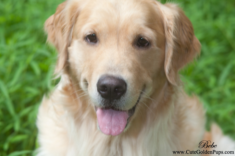 Golden Retriever Puppies for sale,English,white,Cream,Blonde,NJ,MD,NY ...